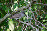 Image. Barred Warbler