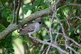 Image. Barred Warbler