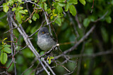 Image. Barred Warbler
