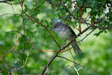 Image. Barred Warbler