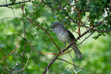 Image. Barred Warbler
