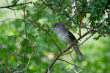 Image. Barred Warbler