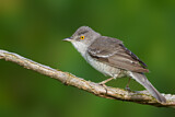 Image. Barred Warbler