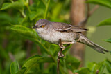 Image. Barred Warbler