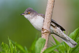 Image. Barred Warbler