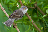 Image. Barred Warbler