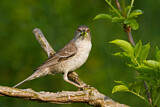 Image. Barred Warbler