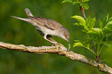 Image. Barred Warbler
