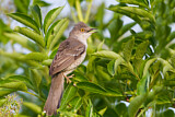 Image. Barred Warbler