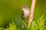 Image. Barred Warbler