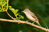 Image. Barred Warbler