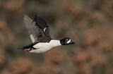 Image. Barrow's Goldeneye