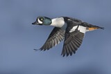 Image. Barrow's Goldeneye