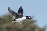 Image. Barrow's Goldeneye