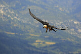 Image. Bartgeier