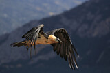 Image. Bartgeier