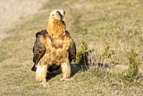 Image. Bartgeier