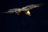 Image. Bartgeier