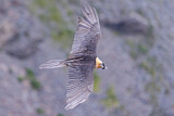 Image. Bartgeier