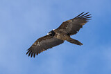 Image. Bartgeier