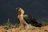 Image. Bartgeier