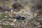 Image. Bartgeier