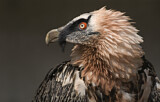 Image. Bartgeier