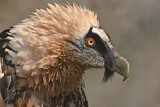 Image. Bartgeier