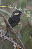 Image. Barthakenschnabel