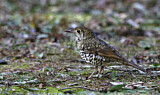Image. Bassian Thrush