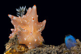 Image. Batangas Nudibranch