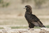 Image. Bateleur