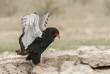 Image. Bateleur