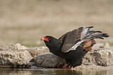Image. Bateleur