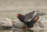Image. Bateleur
