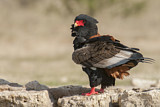 Image. Bateleur