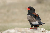 Image. Bateleur