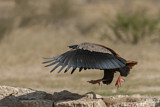 Image. Bateleur
