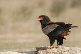 Image. Bateleur