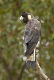 Image. Baudin’s Black Cockatoo