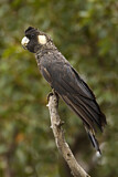 Image. Baudin’s Black Cockatoo