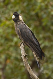 Image. Baudin’s Black Cockatoo