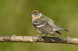 Image. Bay-breasted Warbler