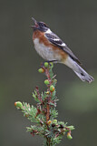 Image. Bay-breasted Warbler