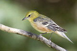 Image. Bay-breasted Warbler