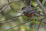 Image. Bay-chested Warbling Finch