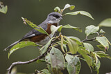 Image. Bay-chested Warbling Finch
