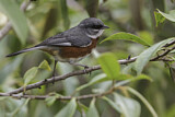 Image. Bay-chested Warbling Finch