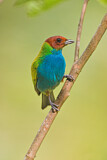 Image. Bay-headed Tanager
