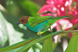 Image. Bay-headed Tanager